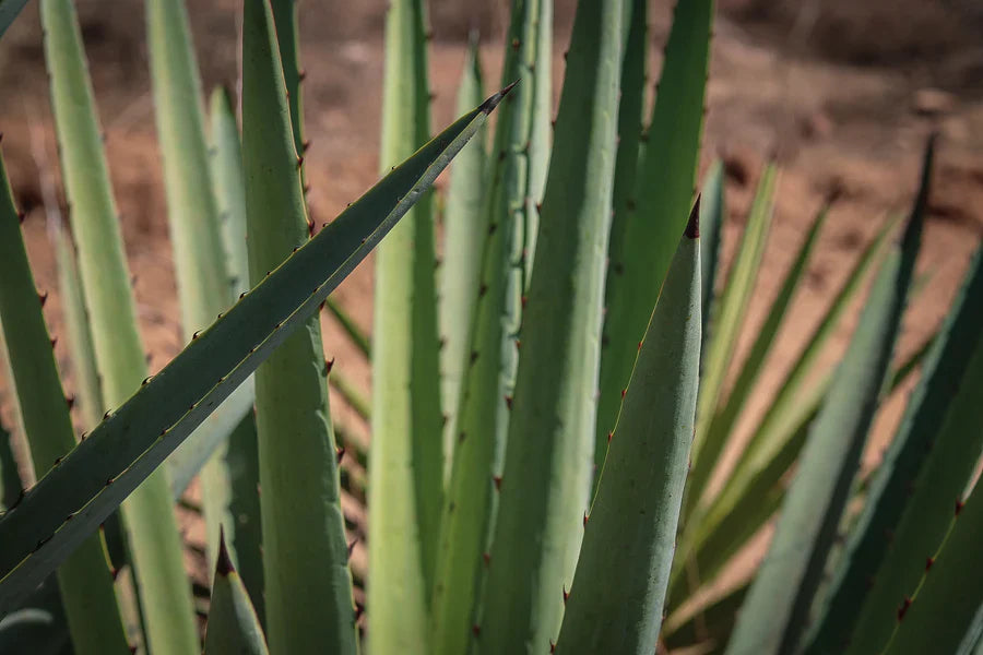 The Different Production Methods of Mezcal: What’s the Difference?