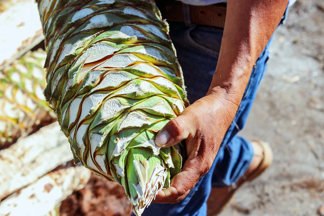 Tequila vs Mezcal: What’s the Difference?